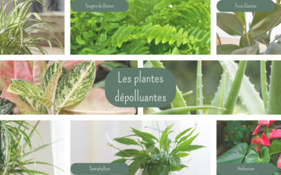 Pourquoi intégrer des plantes d’intérieur dépolluantes dans votre déco ?